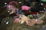 PICTURES/Oregon Coast Aquarium - Newport/t_StarFish11.JPG